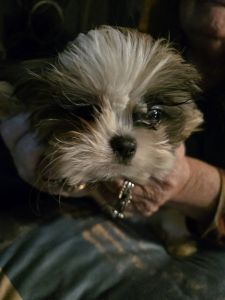 Shihtzu pups for sale