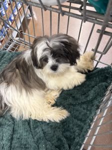 Shih tzu male