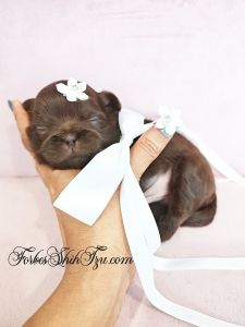 Rare non fading Chocolate