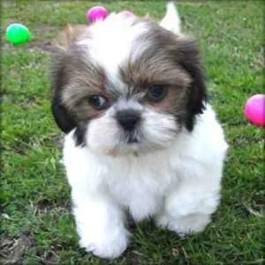 Awesome Shih Tzu Puppy Available (***) ***-***0