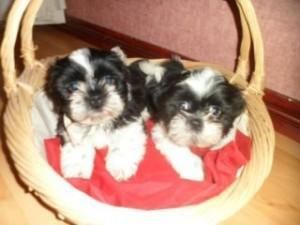 Lovely shih tzu puppies