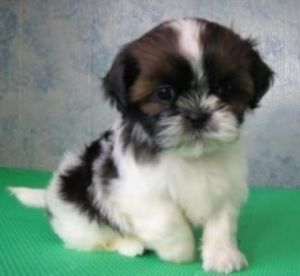 Shih Tzu Puppies For Xmas