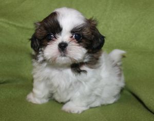 akc shih tzu available