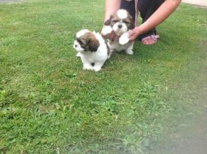 Shih tzu puppies