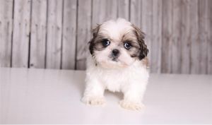 Affectionate Shih Tzu Puppies For New Homes