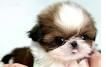 Shih Tzu Cute Babies (***) ***-***0
