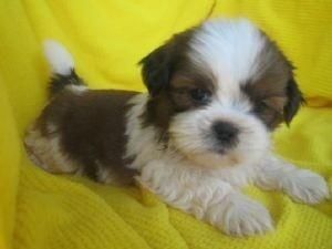 Beautiful Pure Bred Shih Tzu Puppies