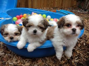 Male and Female Shih Tzu puppy