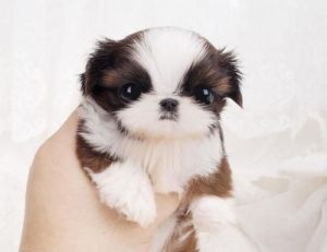 Two Micro~teacup Shih Tzu Puppies