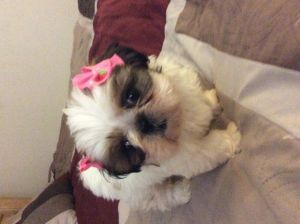 Akc Shih Tzu