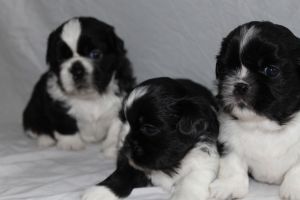 affectionate Shih Tzu Puppies