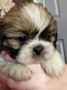 Shih Tzu Puppies Various Colours Ready Now