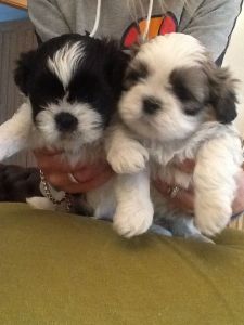 Shih Tzu Puppies for Re-homing