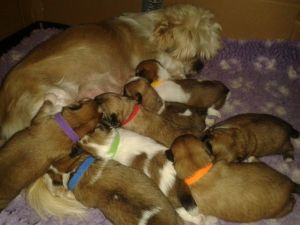 Shih Tzu X Chihuahua Puppies