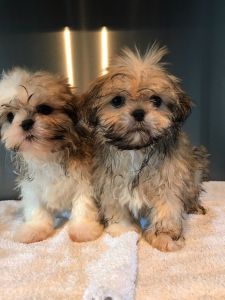 Shih Tzu X Chihuahua Puppies