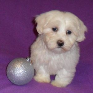 Snowflake Shihchon ***