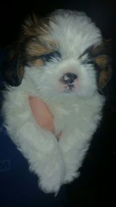 APRI Male Shih Tzu pups