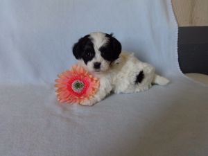 Dolly Female Shichon