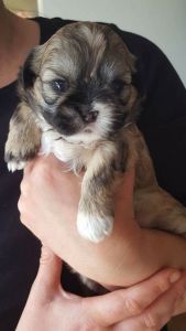 Beautiful Shih Tzu Puppies