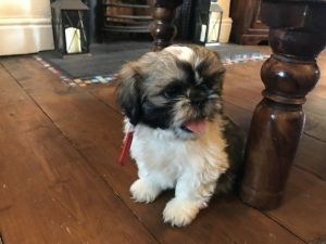 Female Shih Tzu Puppy For Sale