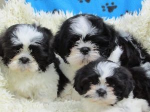 Stunning Litter Of Shitzu Terrier Puppies