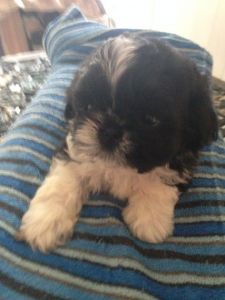 Shihtzu Puppies