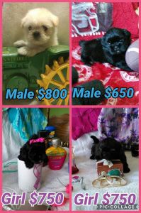 Tcup and toy shih tzu