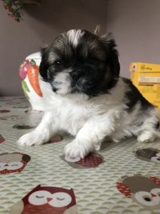 Shih Tzu Puppies