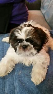 Shihtzu puppies 12 weeks old