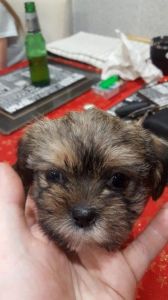 5 Beautiful Puppies For Sale