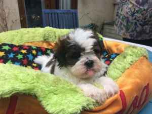 one male Shih Tzu puppy for sale.
