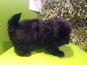 2 Girl Shihtzu Puppies!!