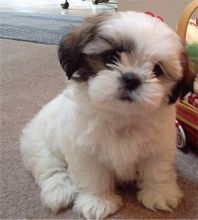 Shih Tzu Puppies Text (***) ***-***0