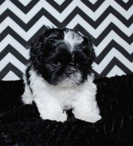 Adorable Male And Female Shih Tzu Puppies