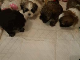 Shih Tzu Puppies for sale