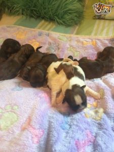 Stunning K.c Registered Imperial Shih Tzus