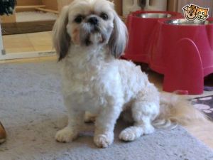 Kc Reg Shih Tzu super 200 Stud Harvey (scotland)