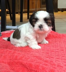 House trained Shih Tzu Puppies