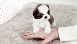 Adorable Male And Female Shih Tzu Puppies (***) ***-***0