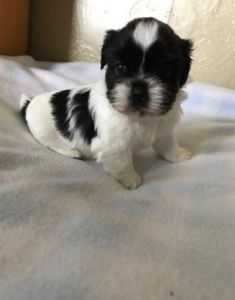 Stunning Great Dane pups ready fr new homes