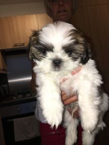 Beautiful Shih Tzu Puppies
