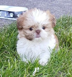 Shih Tzu Girl For Sale