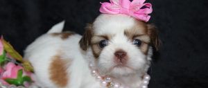 AKC registered male and female Shih Tzu Puppies(***) ***-***0
