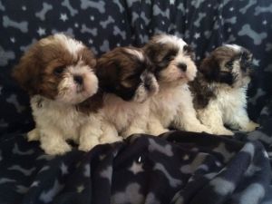 Kc Registered Shih Tzu Puppy Ready This Weekend