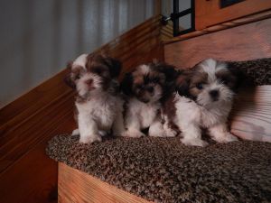 Outstanding AKC Shih Tzu puppies