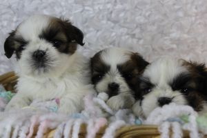 Sweet shih tzu puppies,call(***) ***-***5
