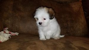 Outstanding AKC Shih Tzu puppies