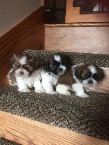 Outstanding AKC Shih Tzu puppies