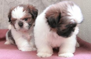 shih tzu puppies for sale now-(***) ***-***5