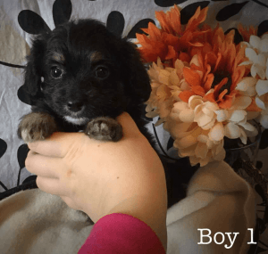 Teddy-Poo Bear Puppies